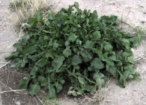 Arugula plant