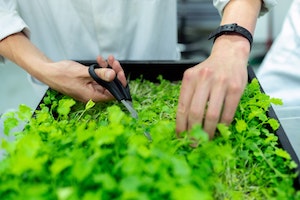 Harvesting microgreens with scissors