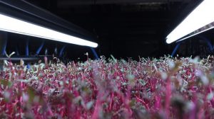 Microgreens growing under grow lights