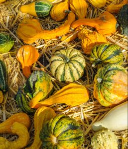 Assortment of Winter vegetables