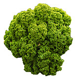 curly leaf kale plant