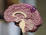 cross section model of human brain