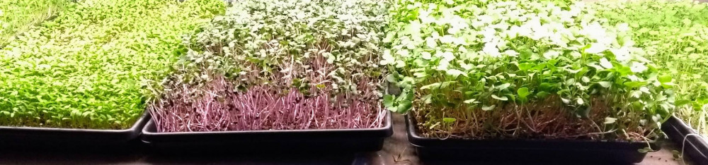assortment of growing microgreens