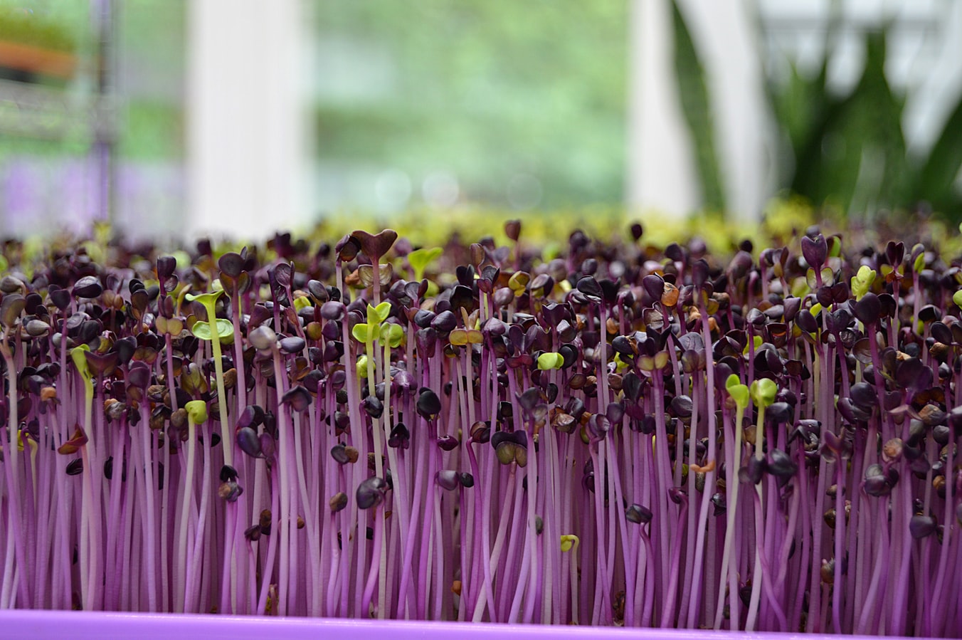 purple microgreens