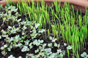 microgreen sprouts