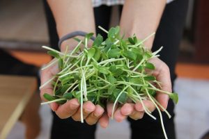 sunflower microgreens